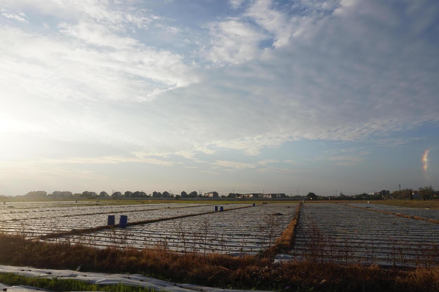 Sunrise over a flooded rice field with farmers working in the distance photo