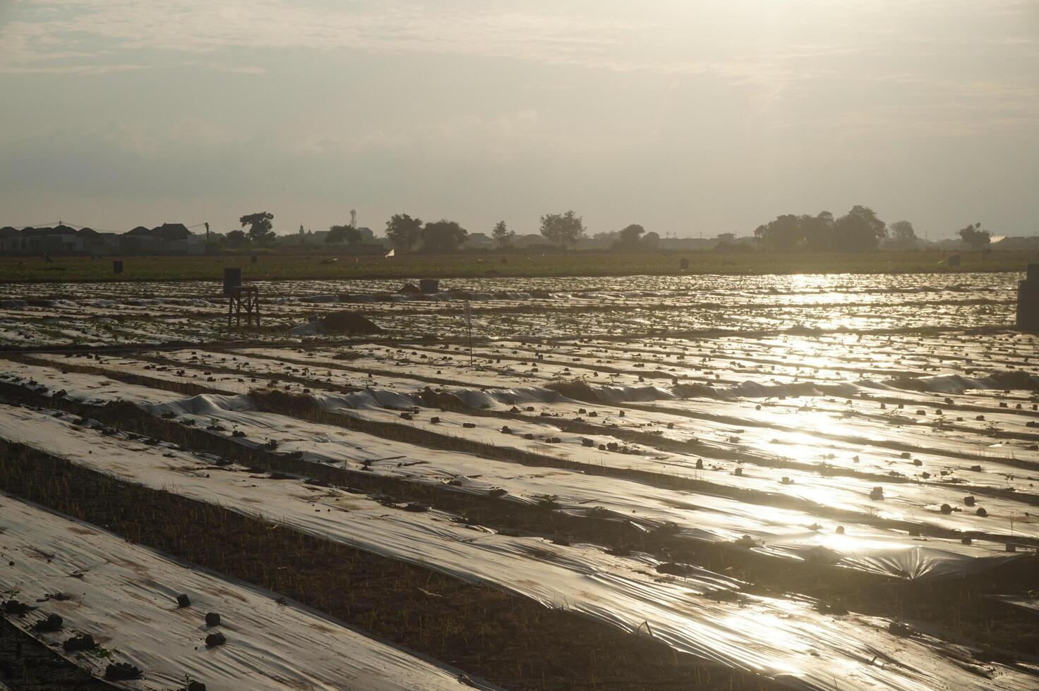 A field with a lot of crops in it photo