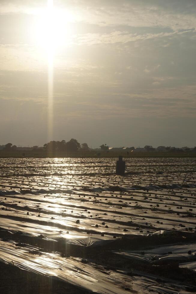 A man walking on a beach with the sun setting behind him photo