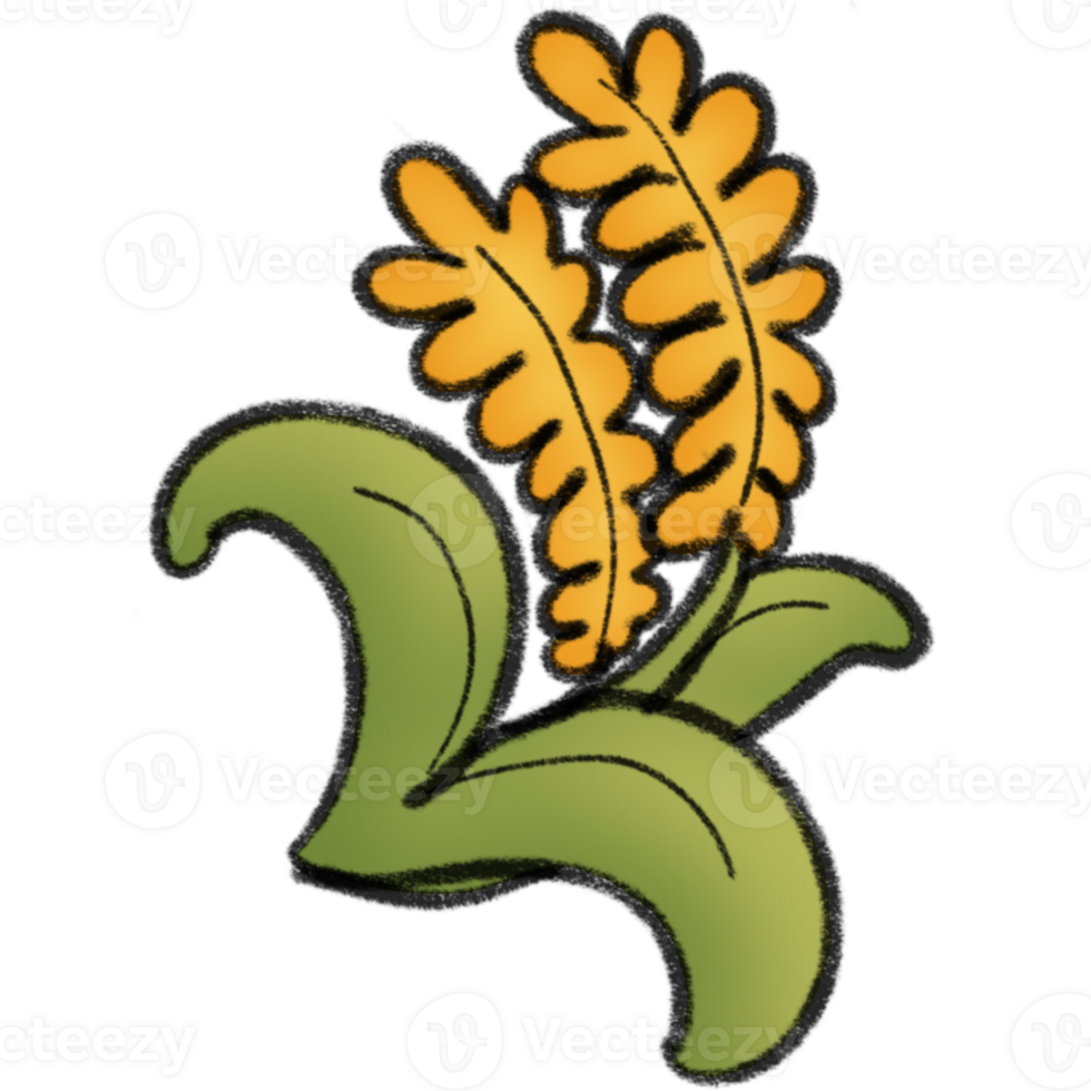 Organic paddy rice png