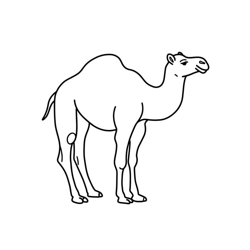 A camel is standing in a line drawing vector