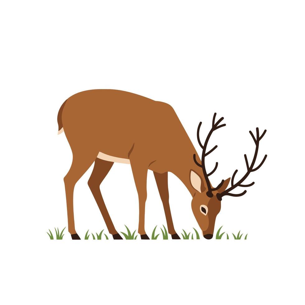 Deer eating grass illustration on white background vector