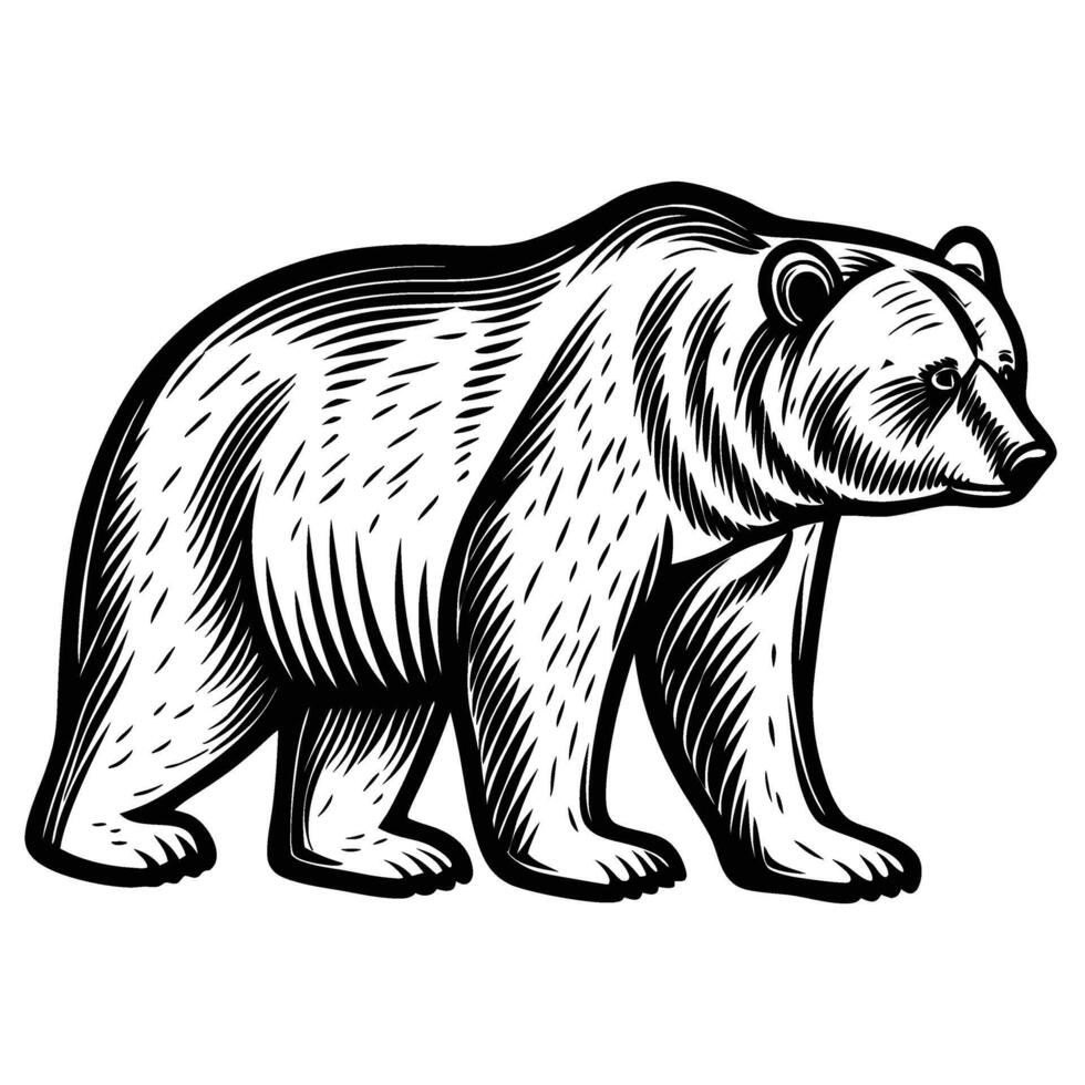 Hand drawn wild bear illustration monochrome black and white engraving animal, walking pose, side view silhouette vector
