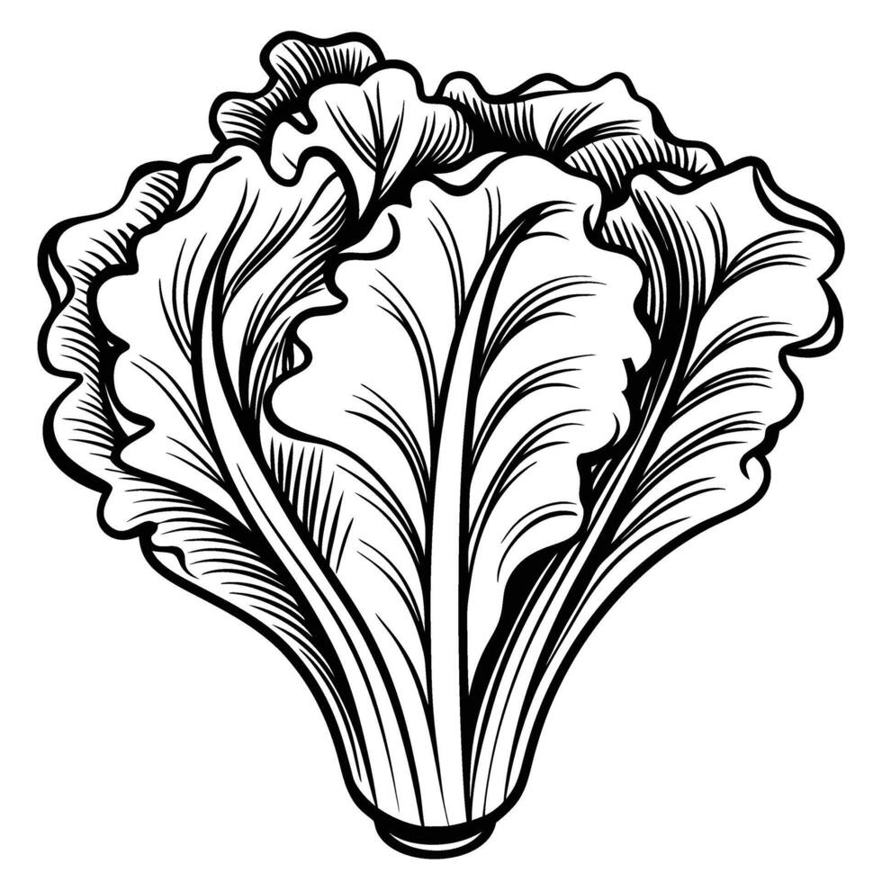 Leafy green lettuce vegetable illustration hand drawn fresh salad leaf, line art healthy organic food, vegetarian cuisine vector