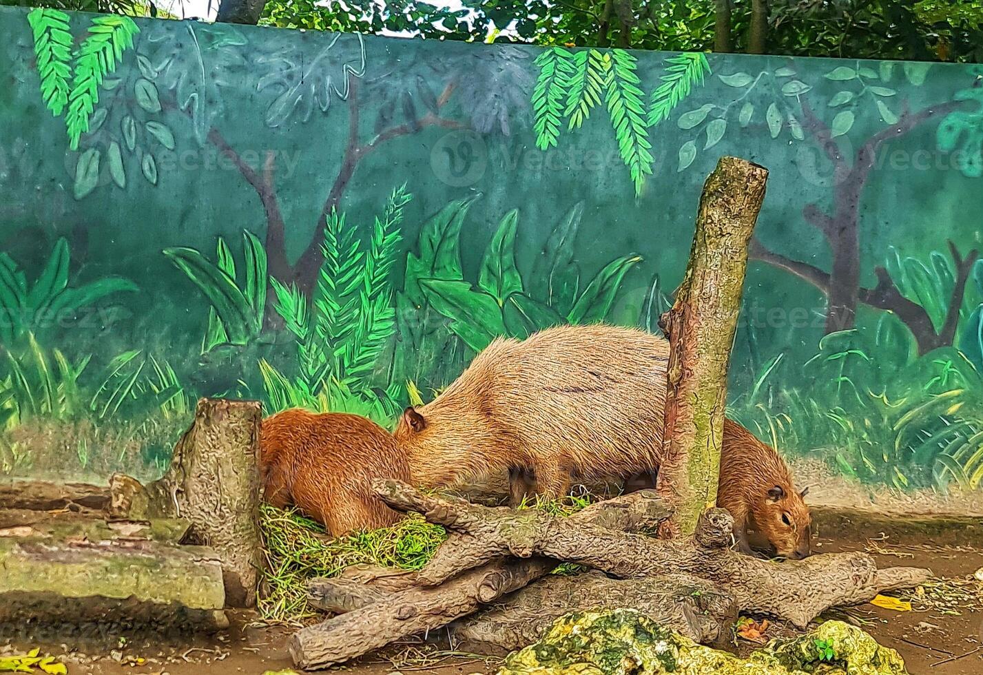 Capybara Grazing in Enclosure at Habitat Exhibit photo