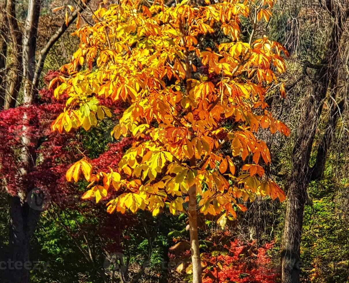 Autumn Tree with Vibrant Golden Leaves in Natural Setting photo