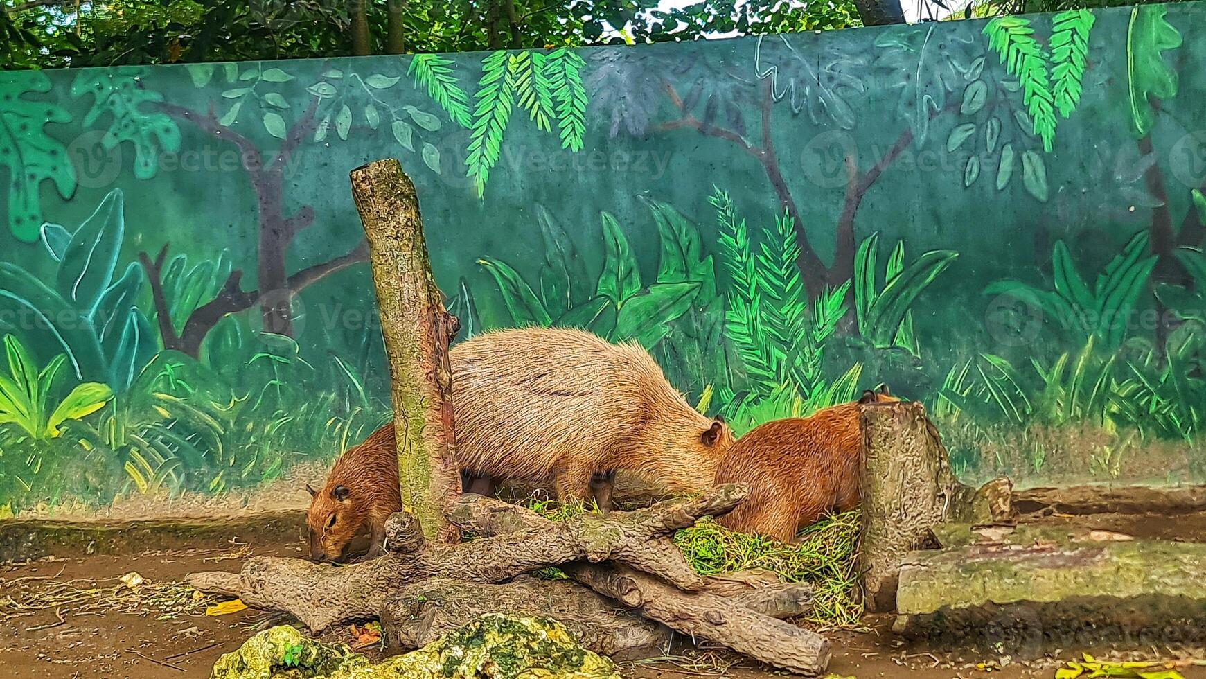 Capybara Gathering Eating Greenery at Enclosure photo
