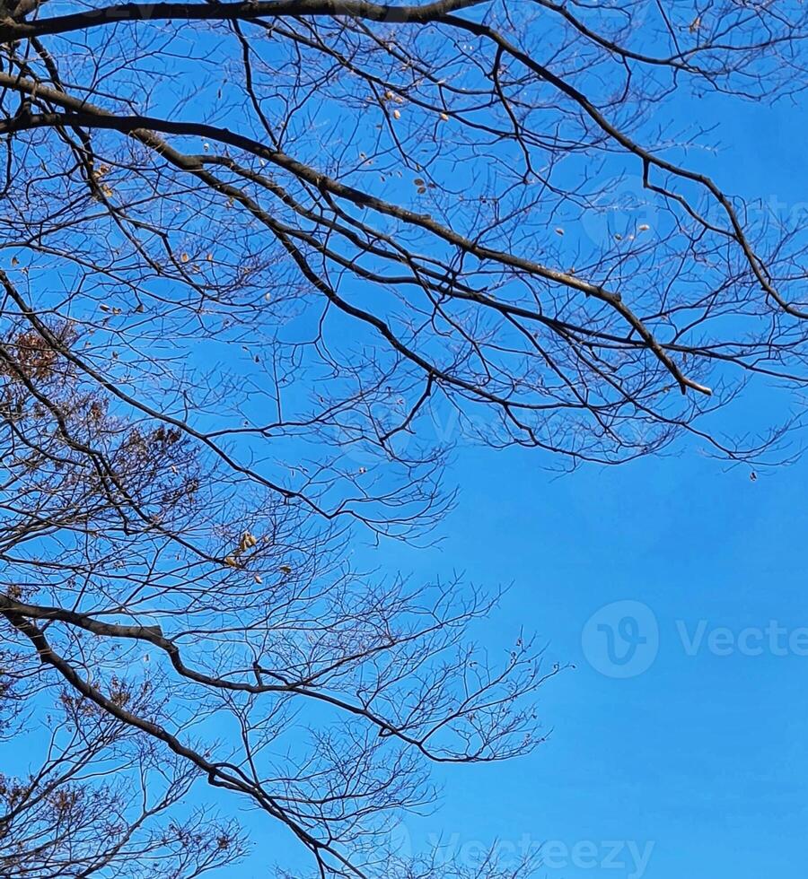 Bare Tree Branches Against Bright Blue Sky in Winter Season photo