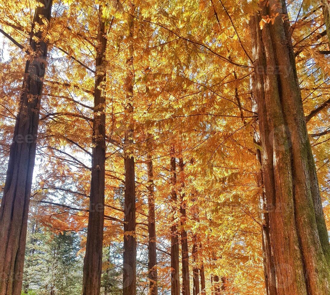 Walking Through Tall Trees with Golden Autumn Foliage photo