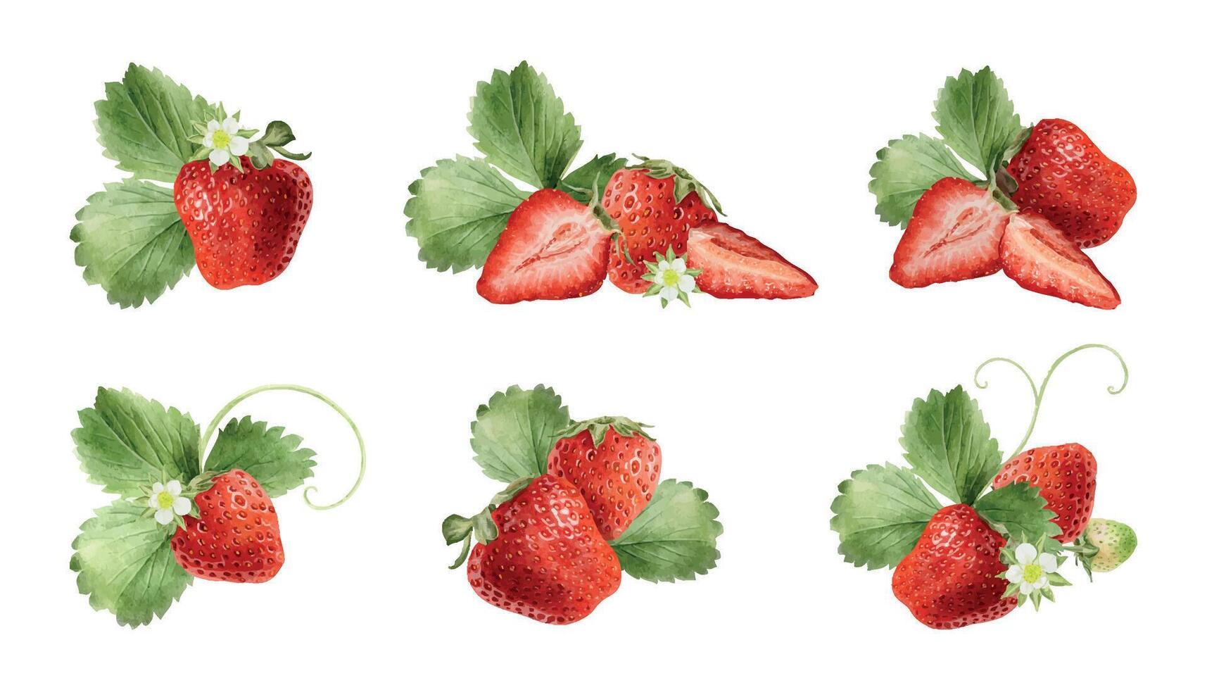 Fresh strawberries with green leaves and flowers vector