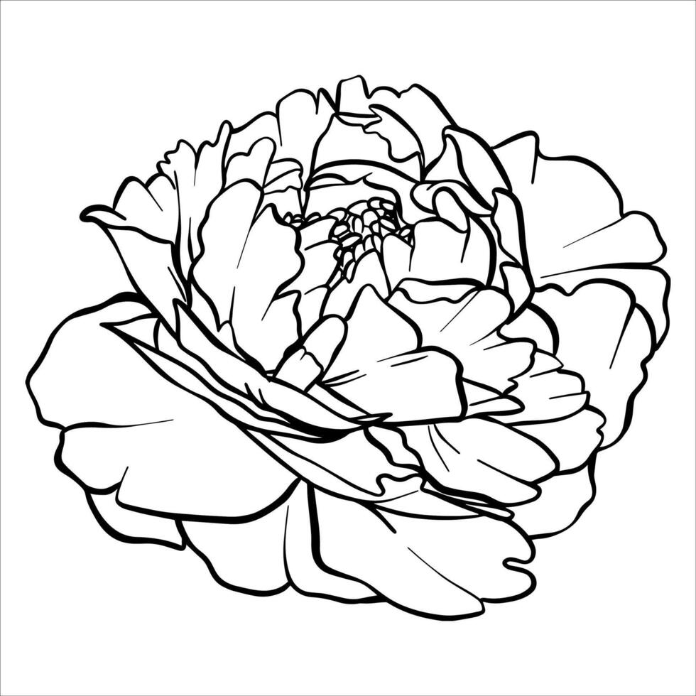 Peony flower illustration. Plant drawing in line art style. flower sketch painted by black inks. Graphics hand drawn outline element. Line Art vector