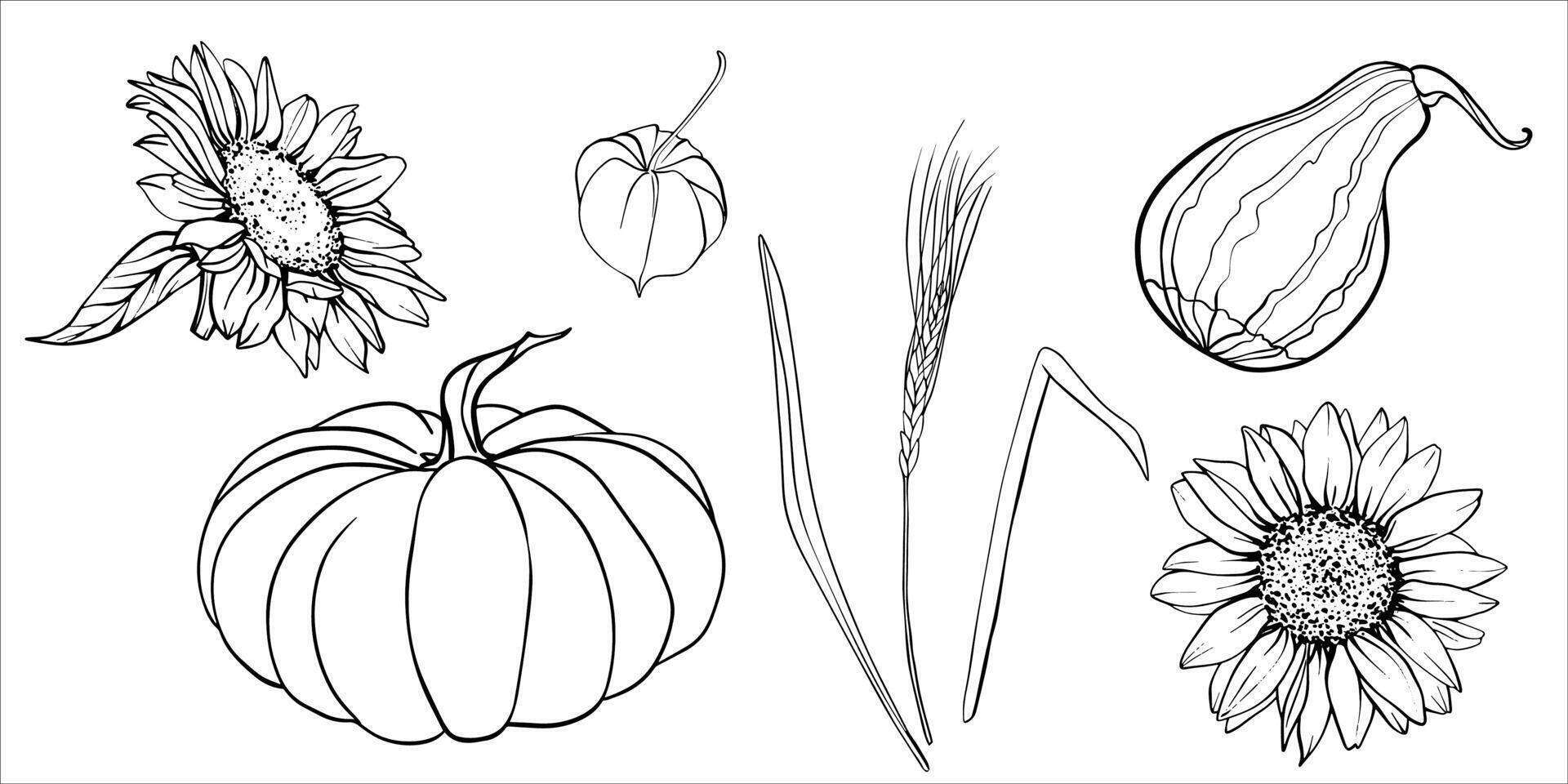 autumn set of pumpkins, sunflower flowers, wheat ears, physalis. Black and white illustrations of autumn harvest. Hand drawn outline engraving for autumn harvest and thanksgiving design vector