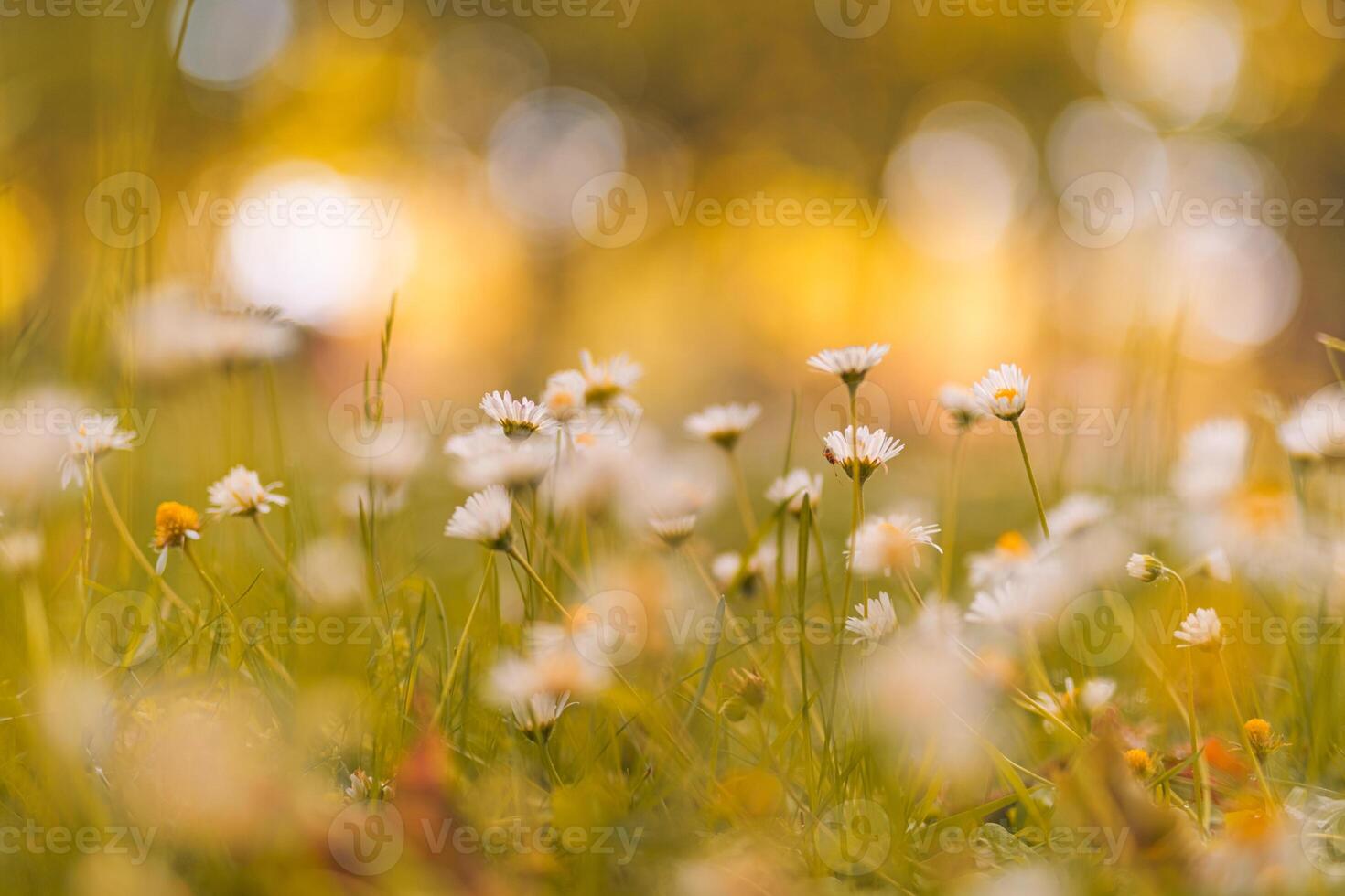 Beautiful warm panoramic white daisy closeup glowing in soft sunset light, magical dreamy bokeh, gentle floral tones, peaceful meadow background, serene natural atmosphere, inspiring wallpaper texture photo