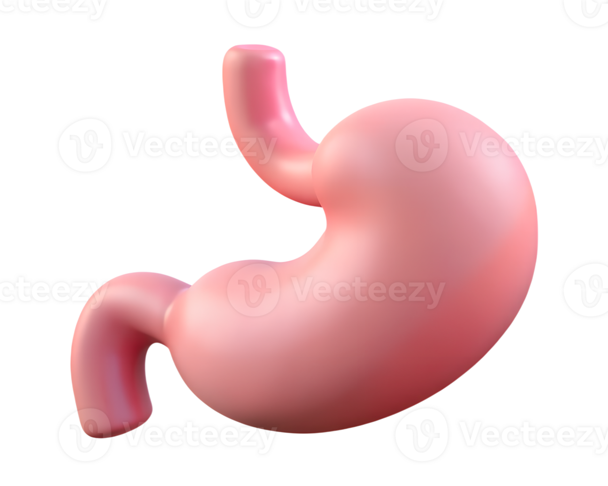 A 3d illustration of a human stomach png