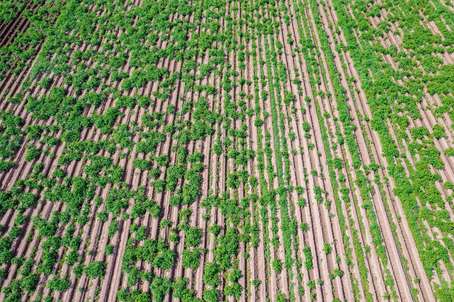 texture of planted rows in a wide agricultural area, aerial drone view photo
