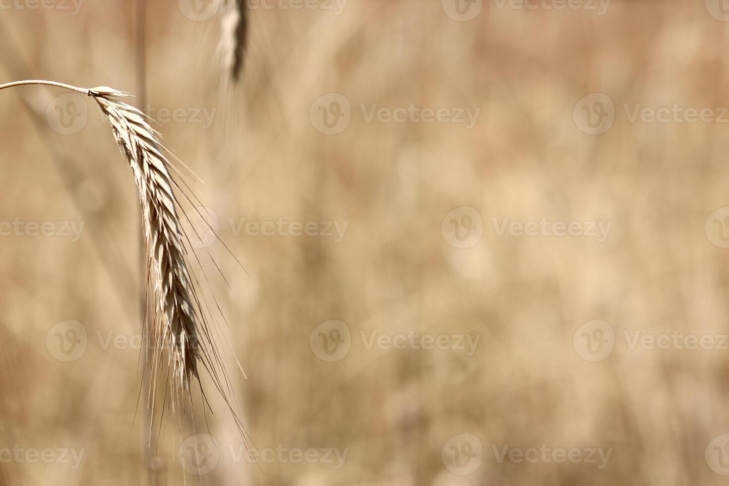 A close-up of a single barley or wheat ear with fine awns, standing out against a softly blurred golden field. Natural agricultural macro photo in warm tones.