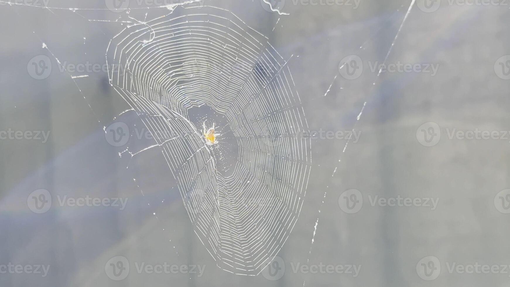 Spiderweb swaying in wind at garden with sunlight at backgroud.Spider builds a cobweb outdoor. Beautiful nature scene on summer day. Concept of wildlife. Slow motion photo