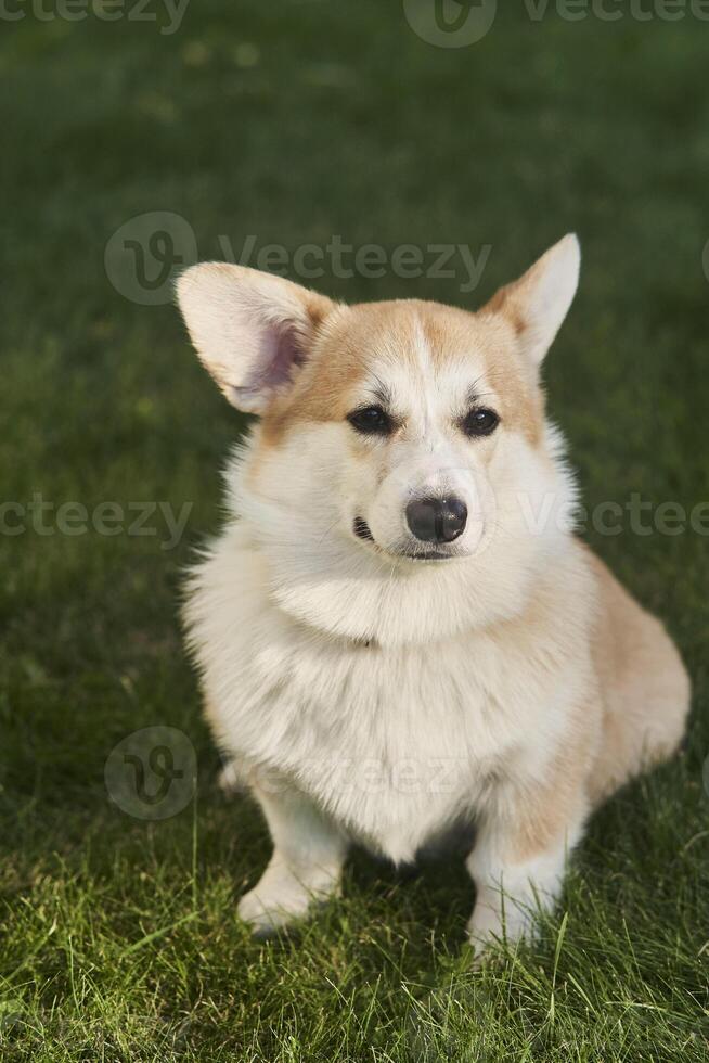 Welsh Corgi Pembroke dog sits on a manicured green lawn in a park in summer photo