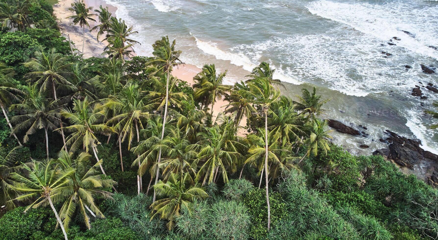 Aerial view of the beach with palm trees. Sri-lanka, Matara photo
