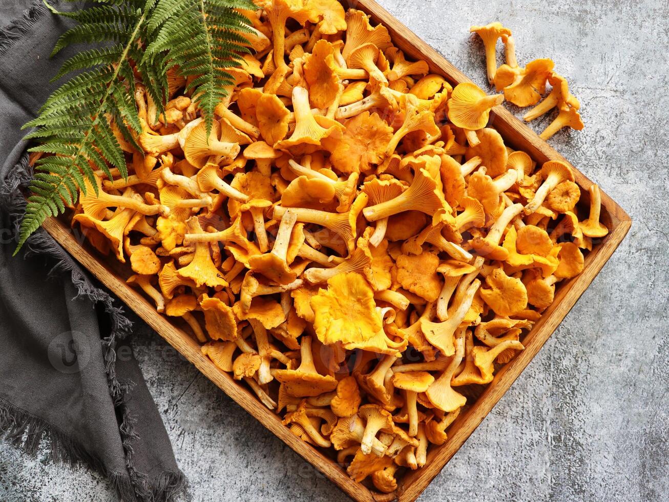 Fresh chanterelle mushrooms set in wooden box container on table background, top view flat lay photo