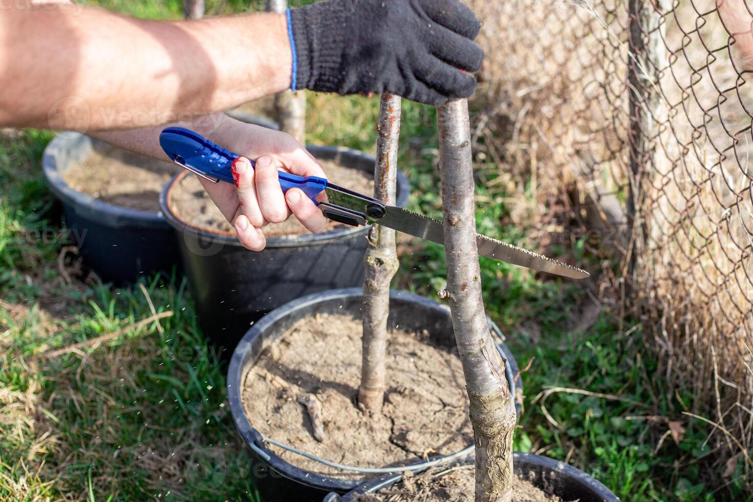 A gardener cut his finger while pruning a small potted tree with a folding saw, preparing it for replanting or shaping. photo