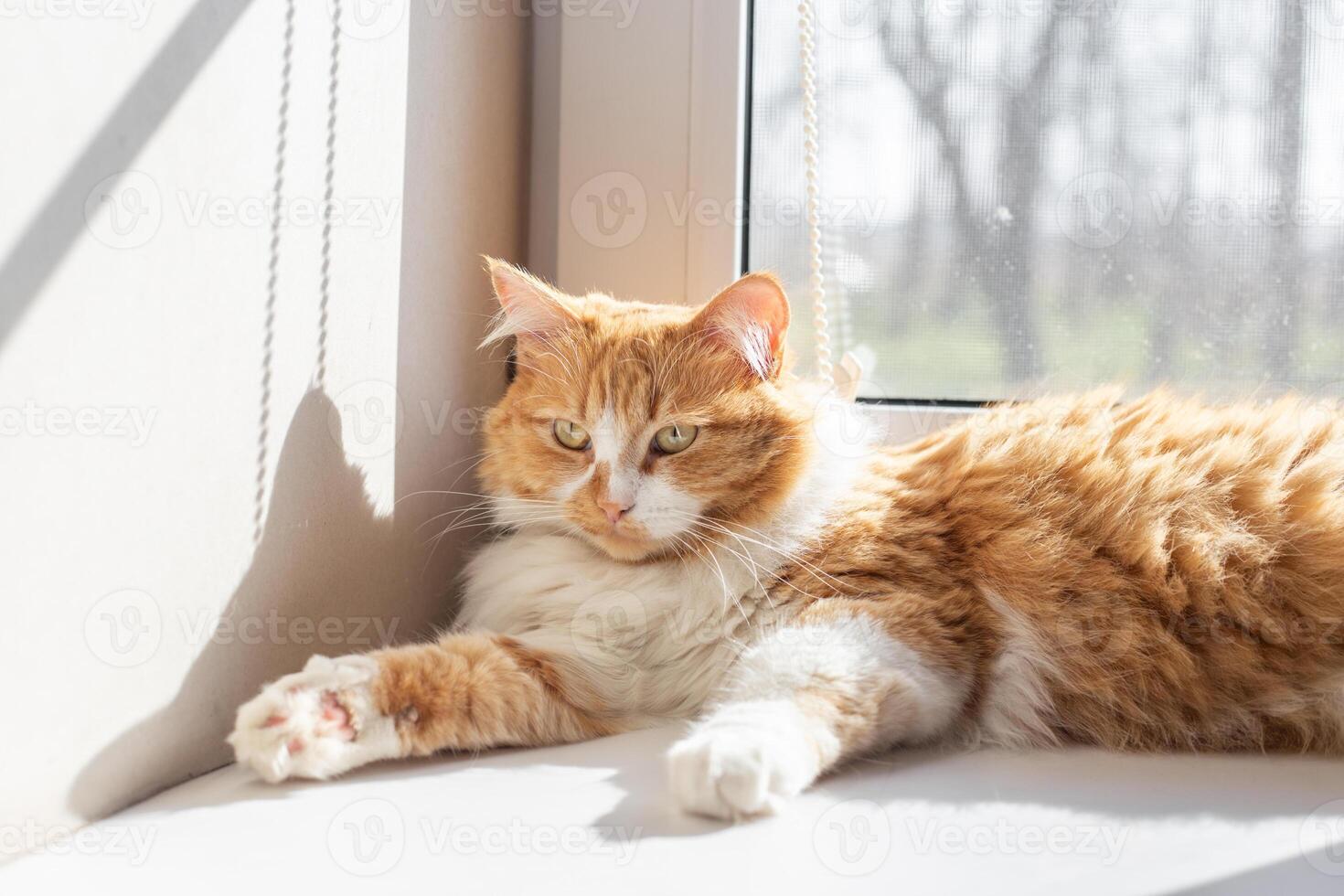 A ginger cat with yellow eyes lies on a white windowsill, relaxing, illuminated by the sun's rays from the window. photo