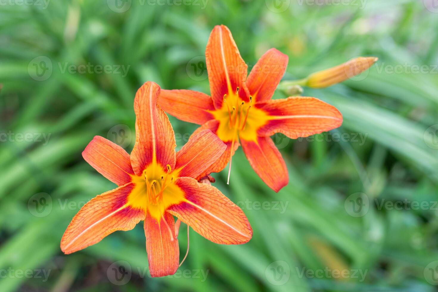 Detailed close-up of two bright orange lilies with yellow centers in full bloom. Hemerocallis - orange daylily. photo