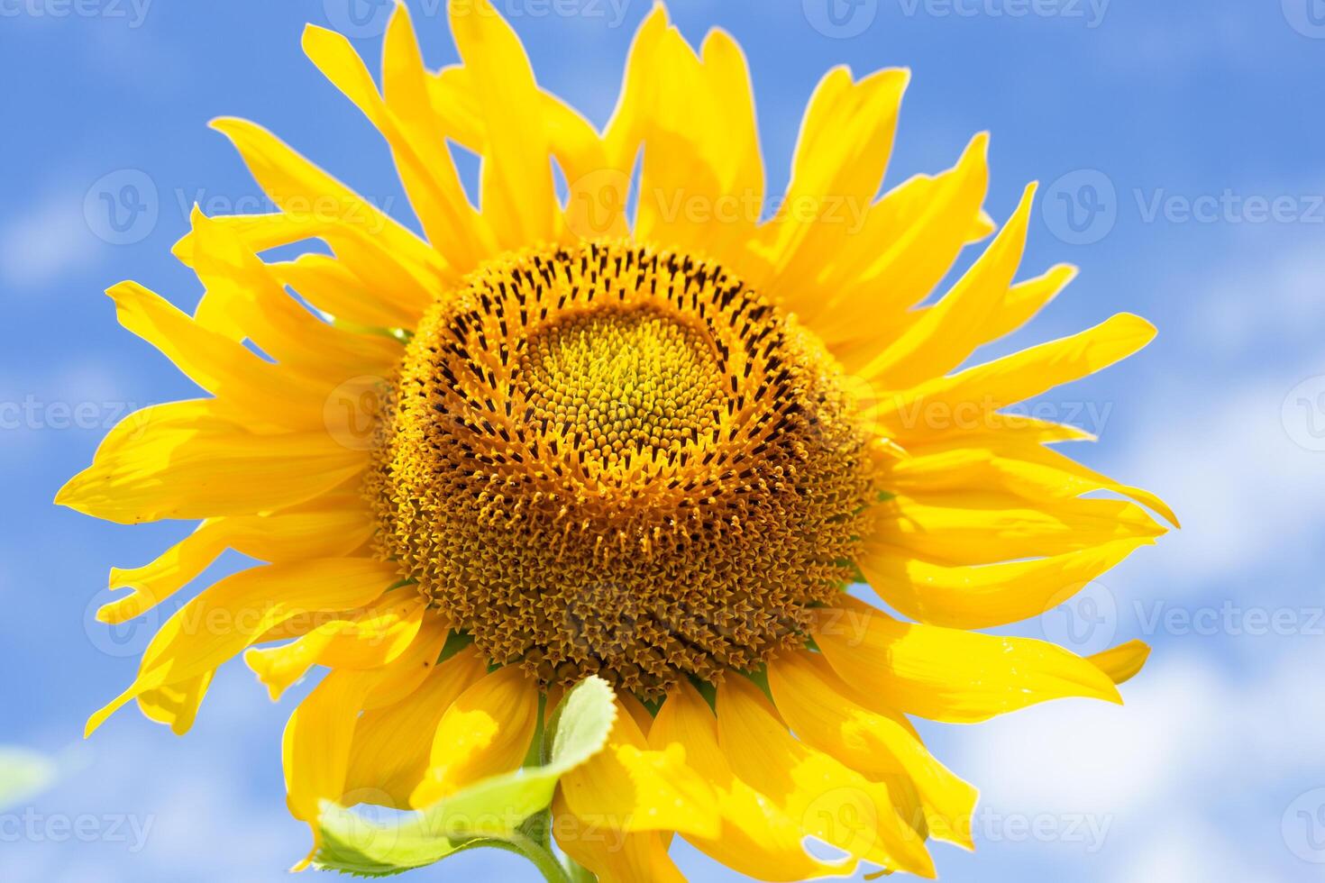 Bright yellow sunflower reaching for blue sky with clouds on summer sunny day. photo