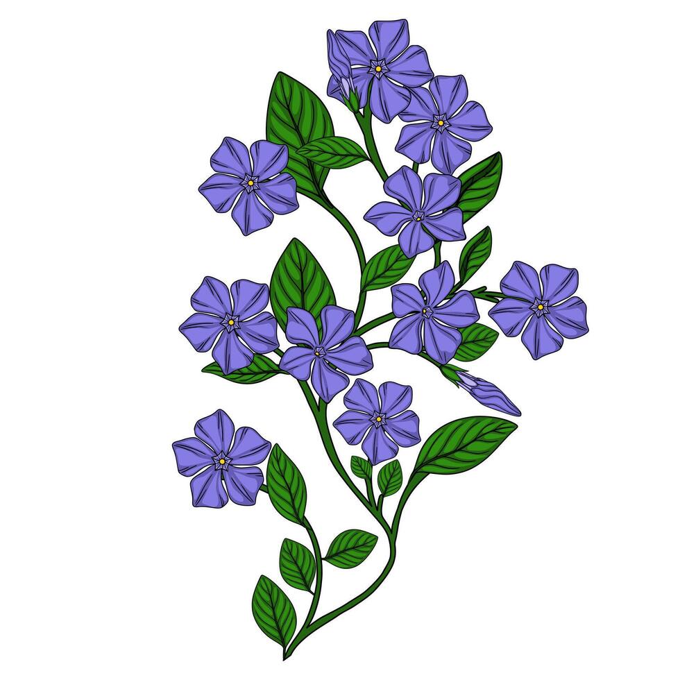 Delicate illustration of a periwinkle branch with vibrant purple flowers and lush green leaves, showcasing intricate details and a graceful, natural aesthetic. vector