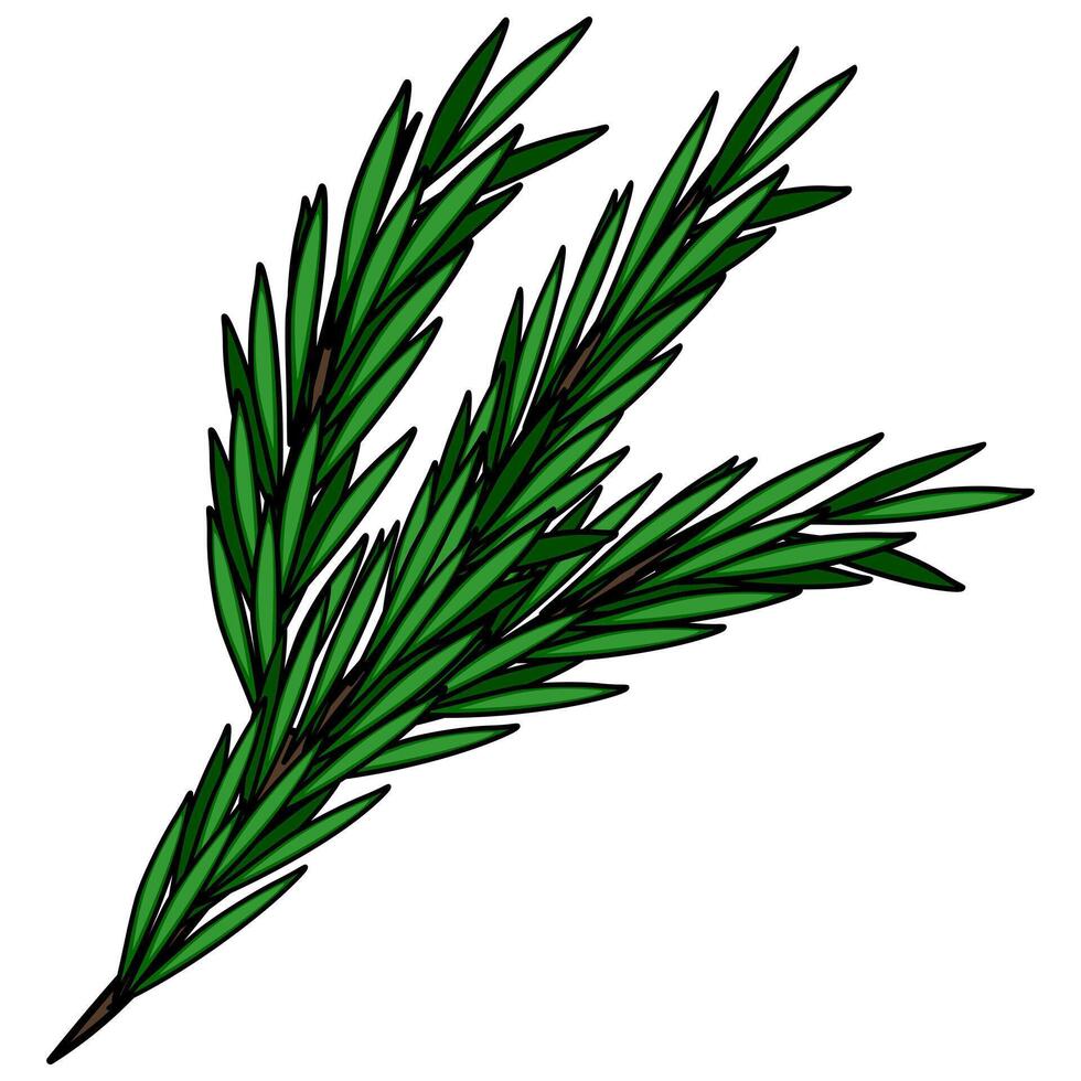 A detailed illustration of a rosemary sprig, showcasing its vibrant green leaves and intricate details, perfect for culinary or botanical designs. vector