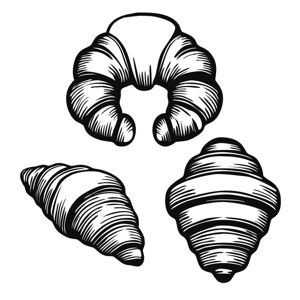 A collection of three handdrawn shells, showcasing different shapes and textures. The shells are intricately detailed, emphasizing their natural beauty and unique forms. vector