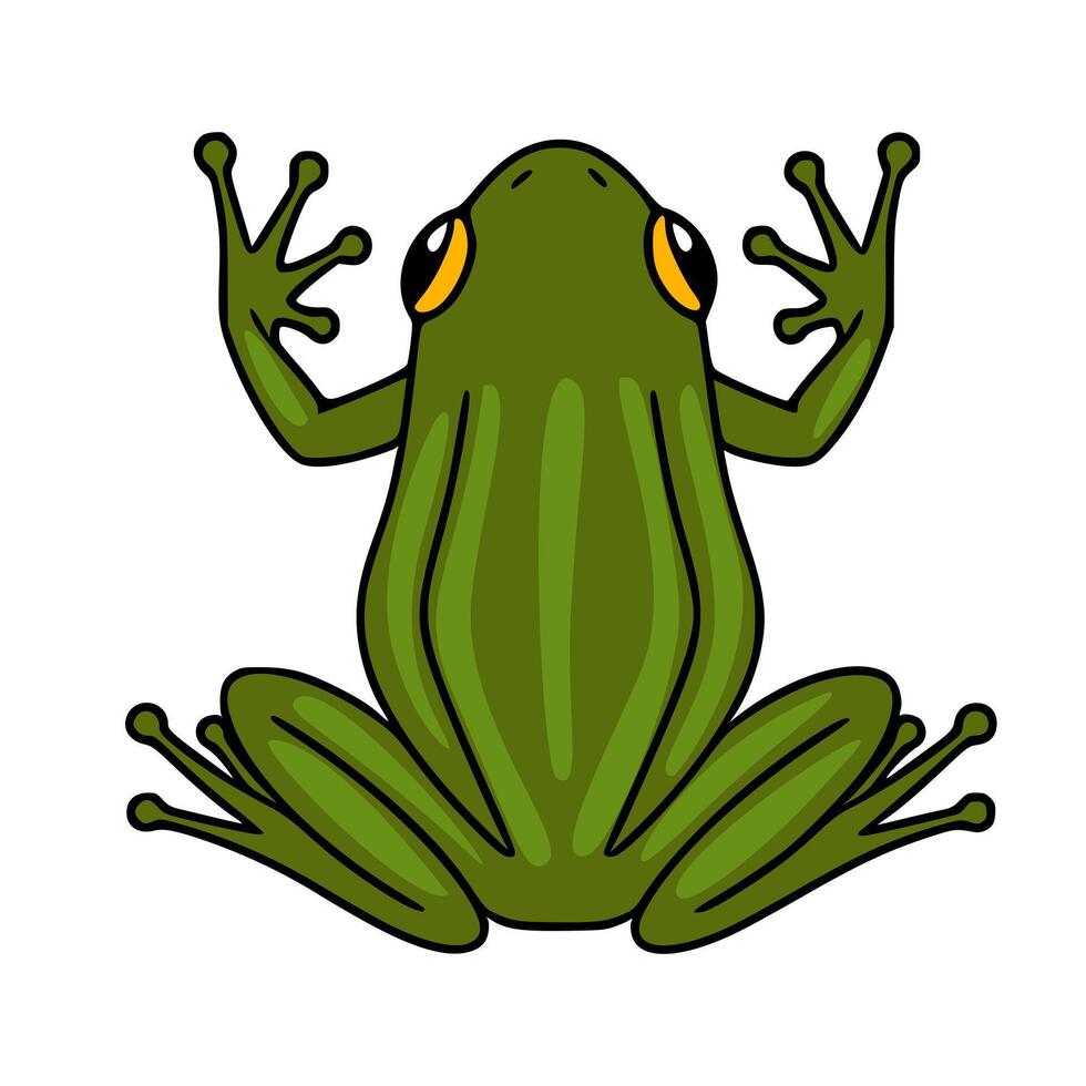 Adorable illustration of a green frog viewed from above, showcasing its unique textured back and expressive yellow eyes. vector
