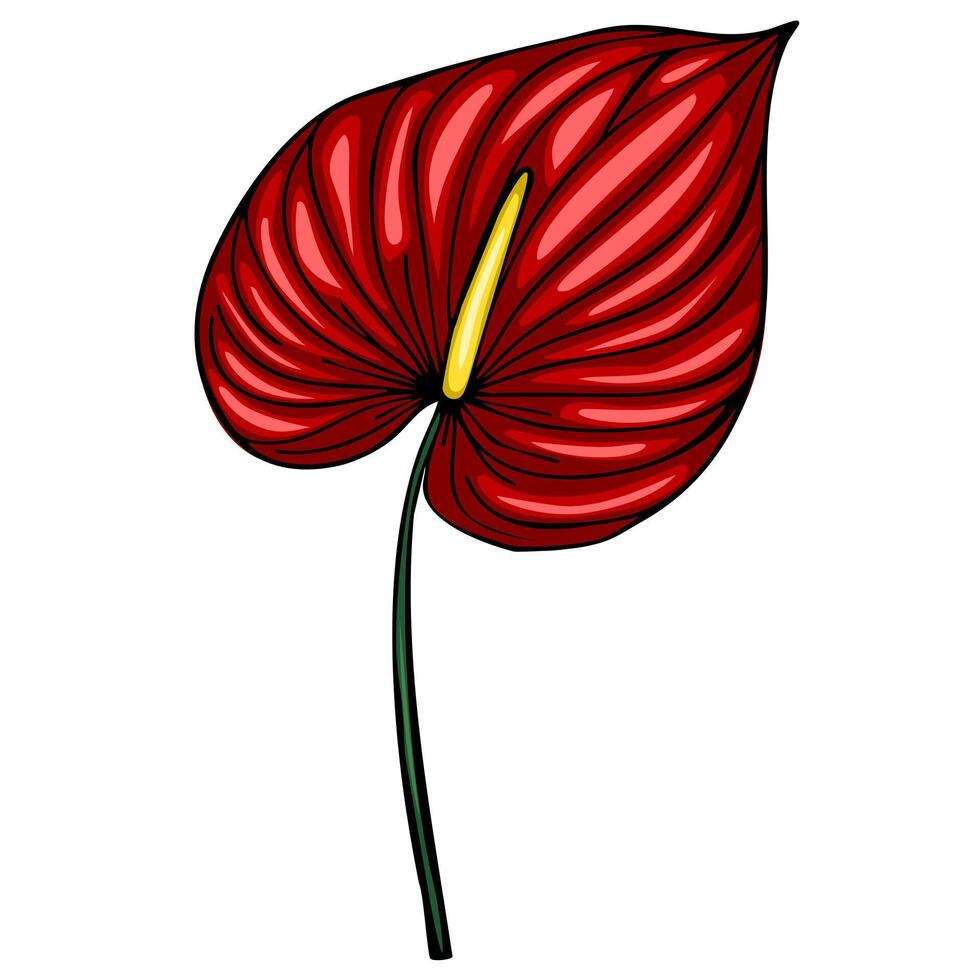 Vibrant illustration of a single Anthurium flower with deep red petals and a yellow spadix, showcasing detailed hand-drawn style and bold color contrast. vector