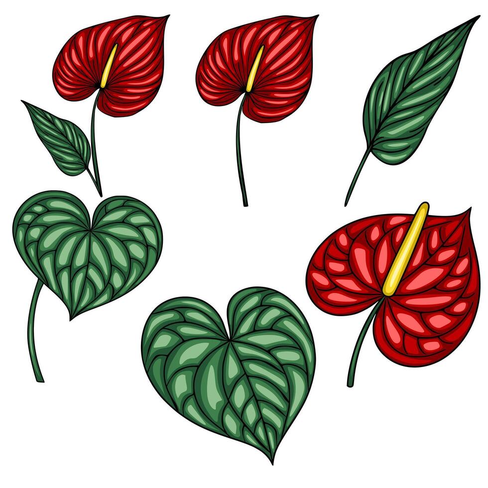 illustration of vibrant red Anthurium flowers and heart-shaped leaves, meticulously detailed with intricate vein patterns, perfect for tropical-themed designs. vector