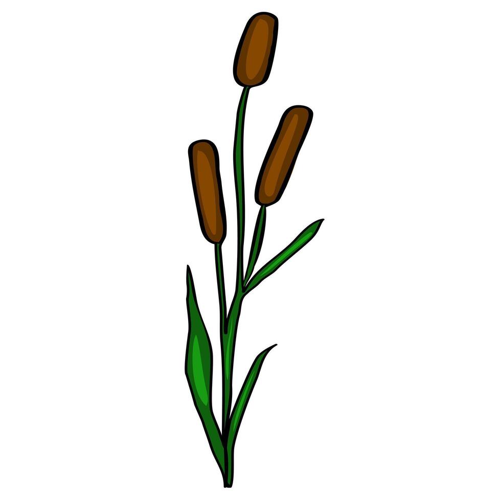 This illustration depicts a stylized Typha plant, featuring three brown cattail heads on a single green stem with detailed leaves, offering a simple yet elegant botanical design. vector
