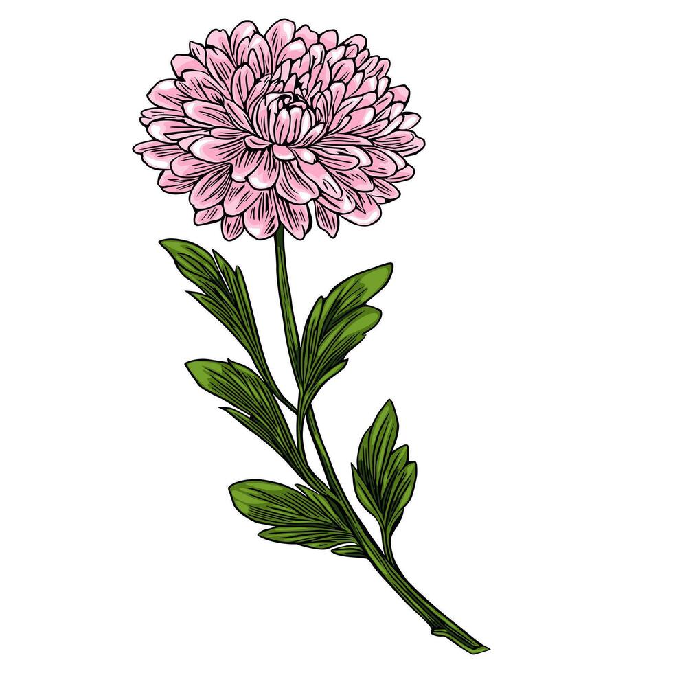 Elegant illustration of a single pink chrysanthemum flower with detailed leaves, showcasing a vibrant yet delicate botanical design perfect for various applications. vector