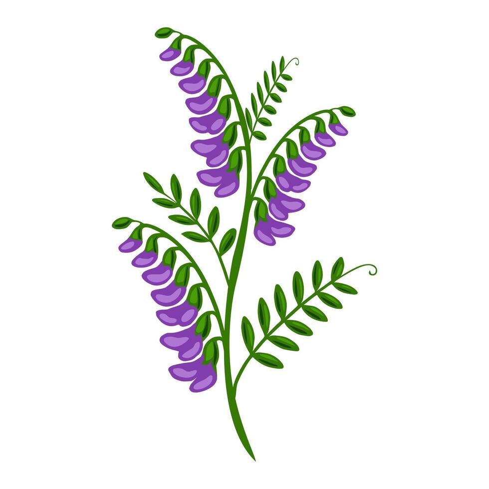 Elegant illustration of a stylized tufted vetch plant with vibrant purple flowers and lush green leaves, perfect for design projects needing a touch of nature. vector