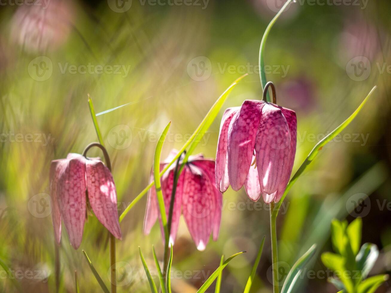 Pink flowers in the grass with sunlight photo