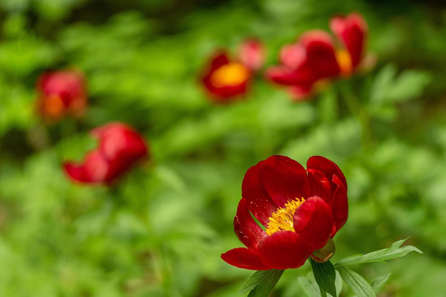 A red flower with yellow centers photo