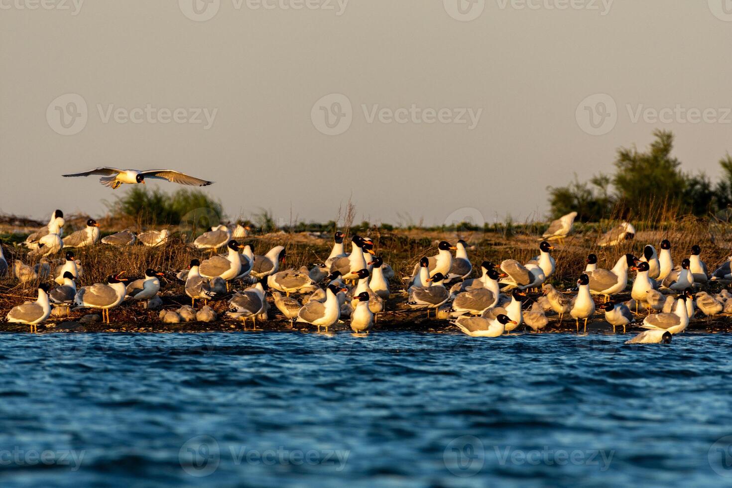A flock of birds photo