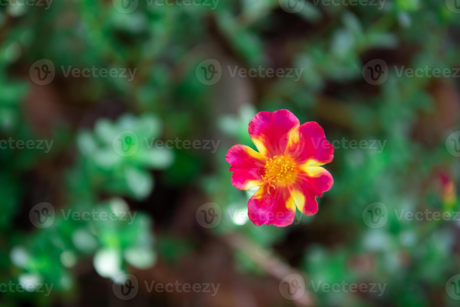 A single red and yellow flower in the middle of a green plant photo
