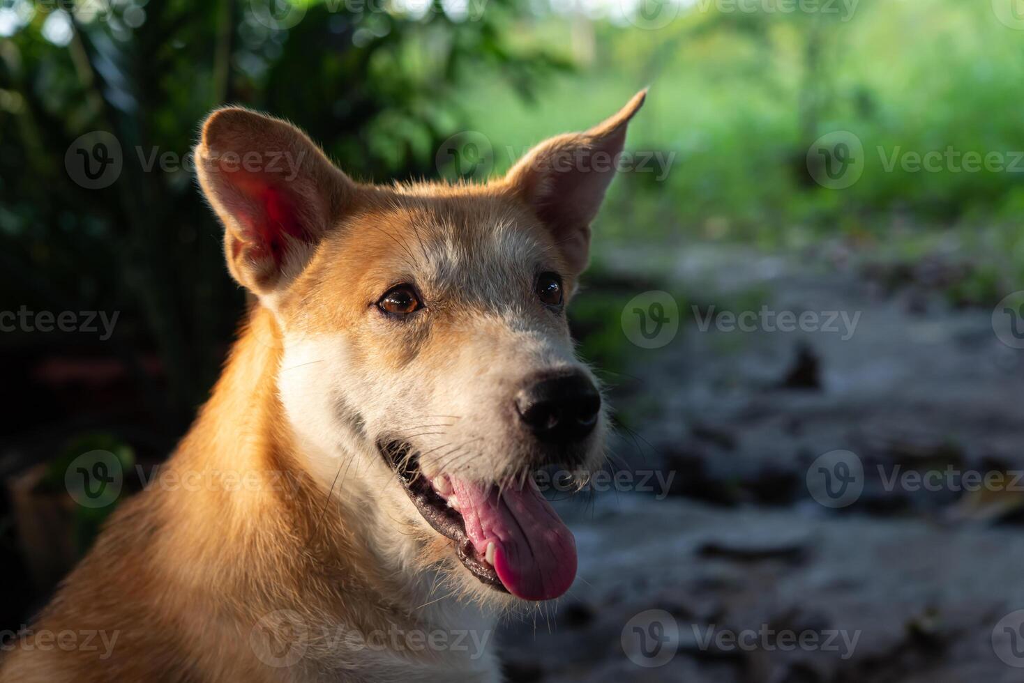 A dog with its tongue out in the dirt photo