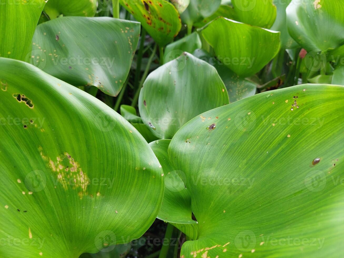 A close up of a plant with many leaves photo