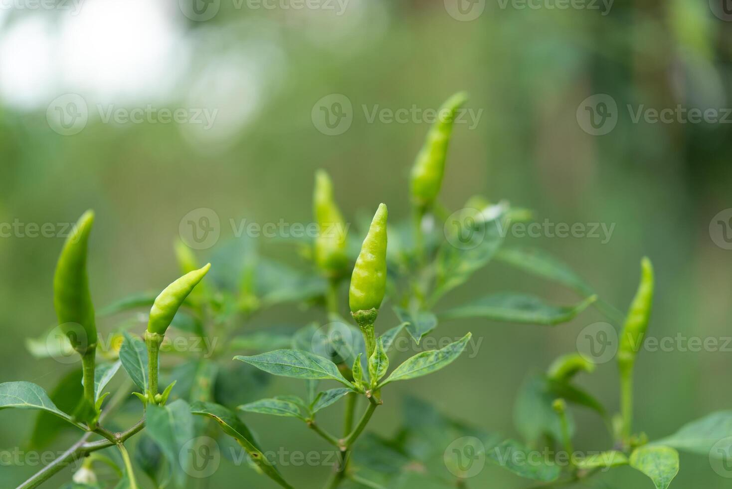A plant with green peppers growing on it photo