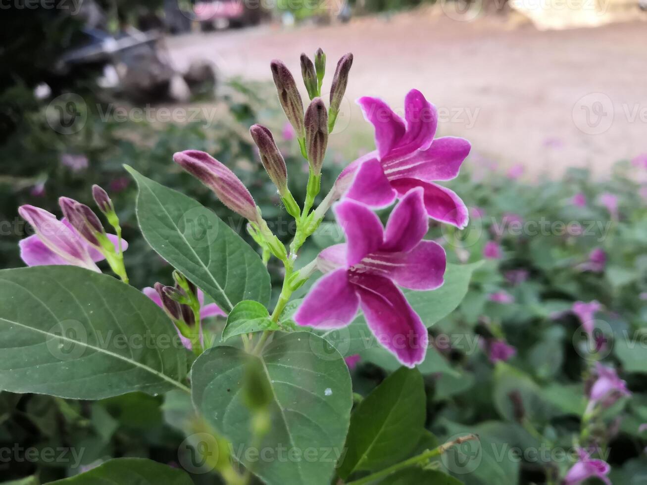 Purple flowers are growing in a garden photo