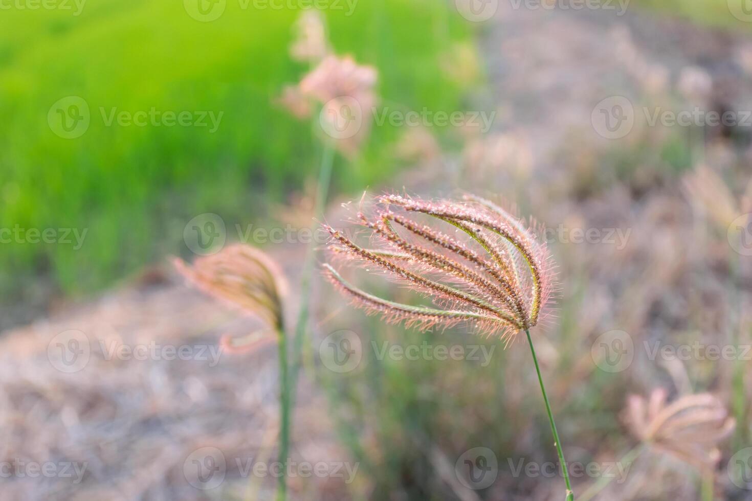 A close up of a plant in a field photo