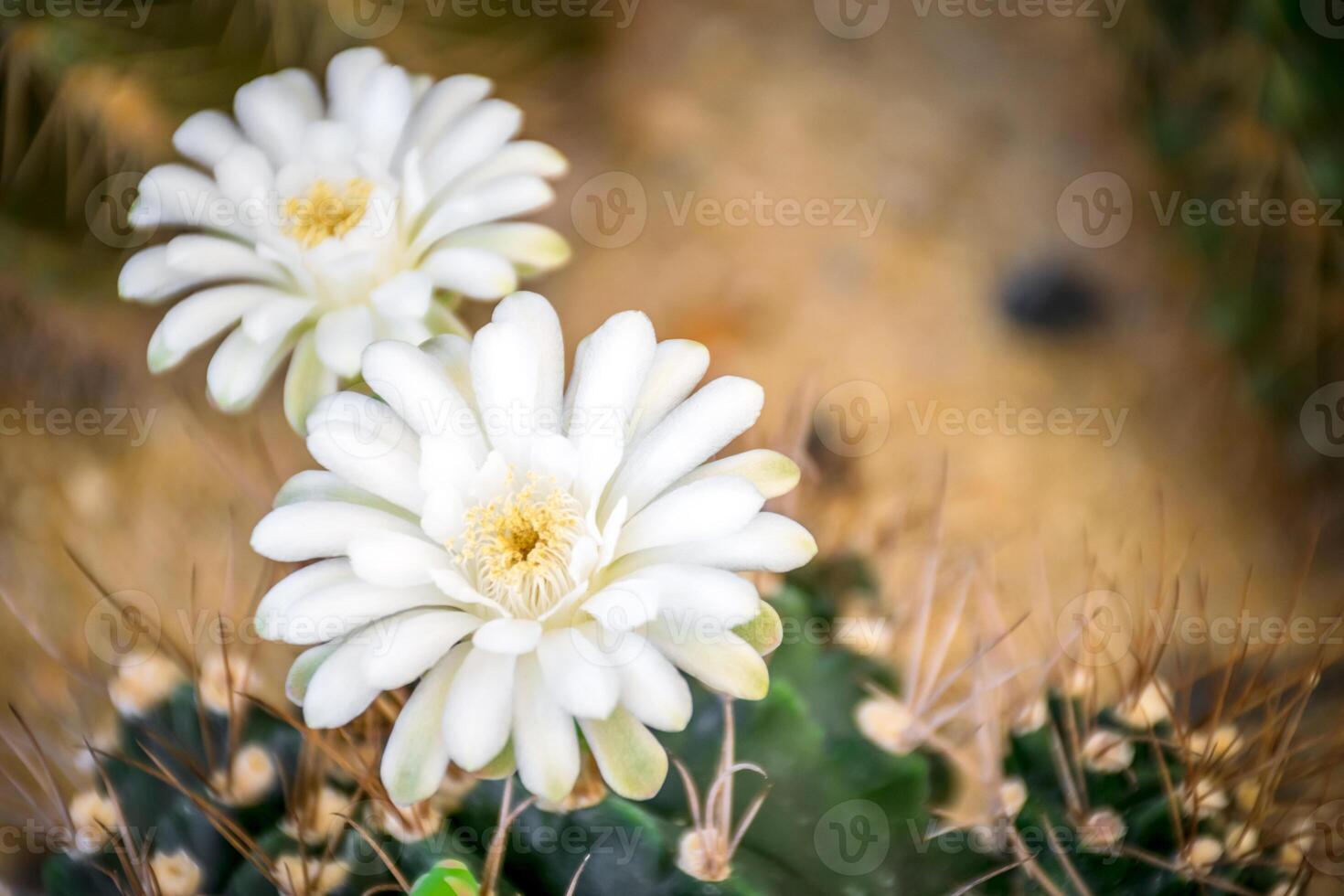 Two white flowers are in a cactus plant photo