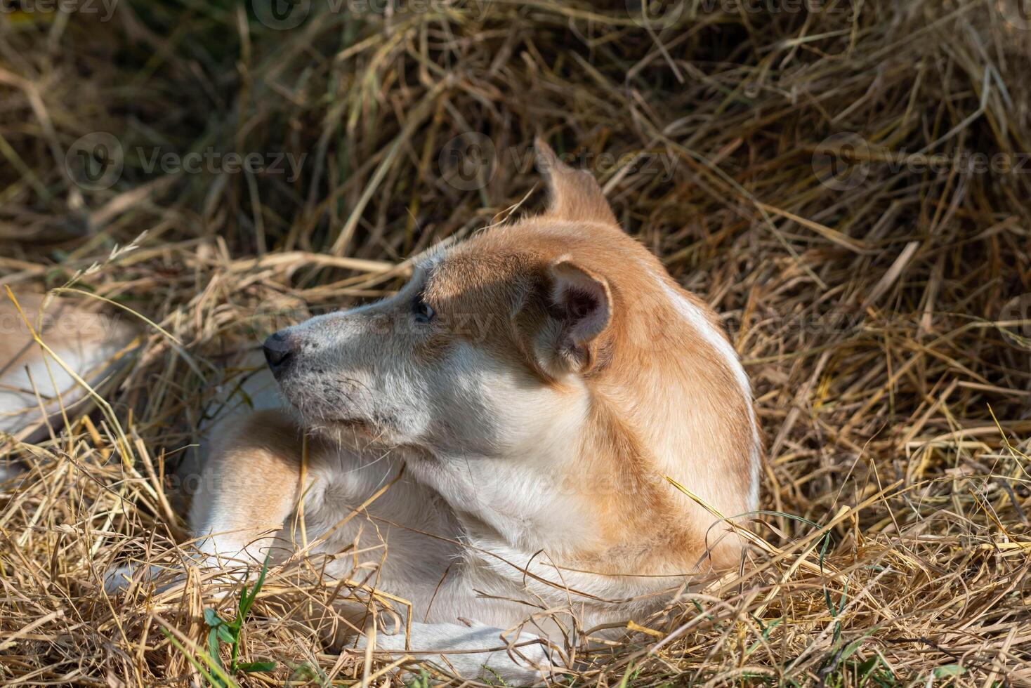 A dog laying in the grass photo