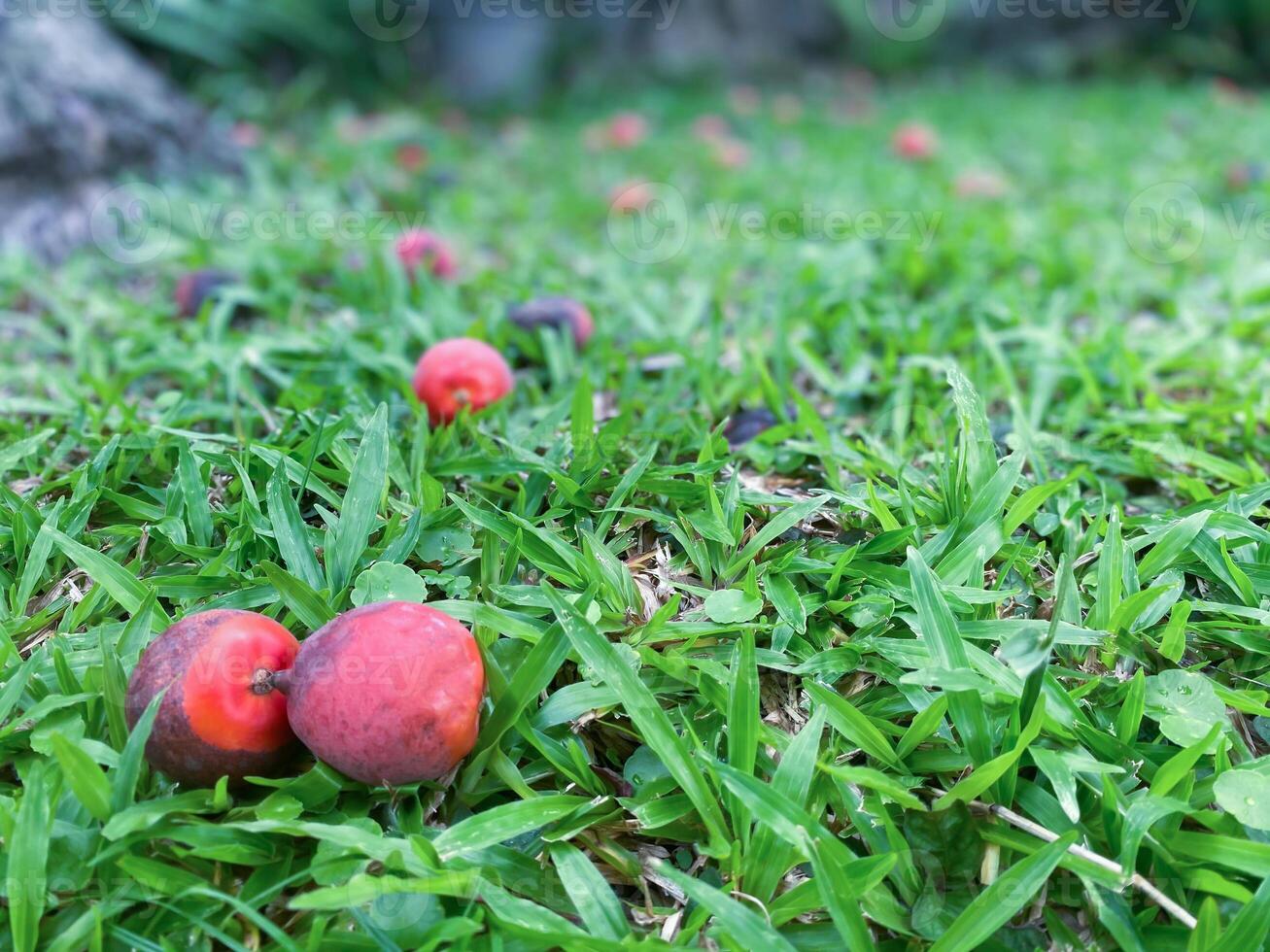 Two red apples are laying on the grass photo