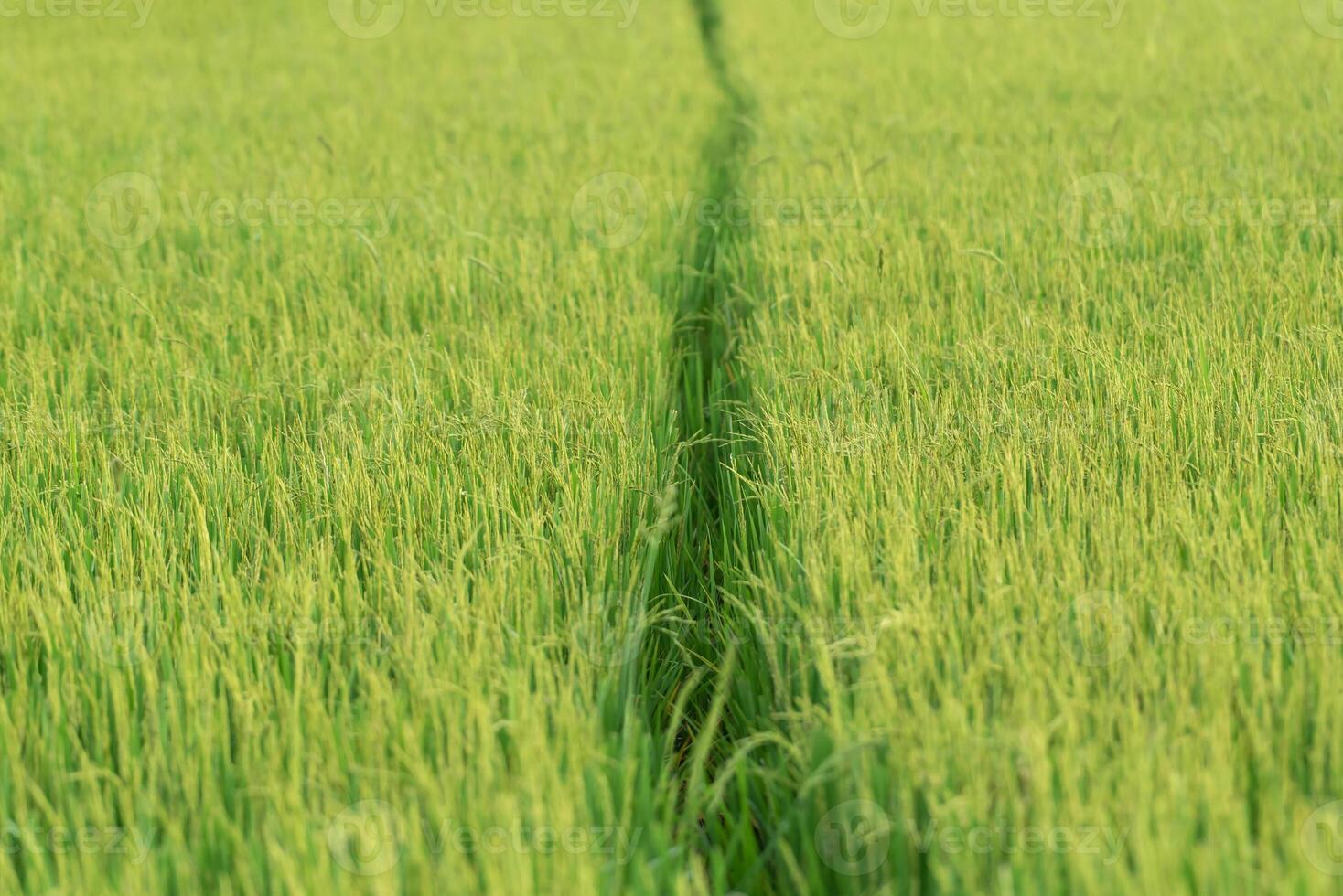 A path in a green field with grass growing photo